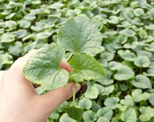 甜瓜苗期怎樣長(cháng)得粗壯（掌握育苗和煉苗方法）