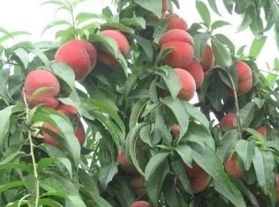 桃樹(shù)什么時(shí)候澆水最佳（分三個(gè)時(shí)期具體介紹）