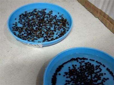 玫瑰種子的種植方法和時(shí)間(玫瑰花種子的種植方法) 玫瑰種子的種植方法和時(shí)間(玫瑰花種子的種植方法)