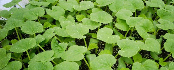 甜瓜苗期怎樣長(cháng)得粗壯（掌握育苗和煉苗方法）