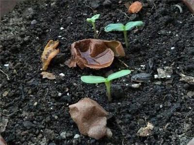 玫瑰種子的種植方法和時(shí)間（玫瑰花種子的種植方法）