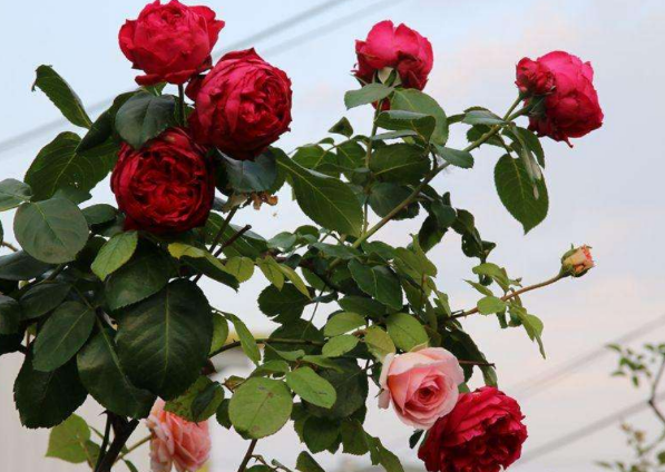 紅龍月季一年開(kāi)幾次花（可一年四季開(kāi)花）