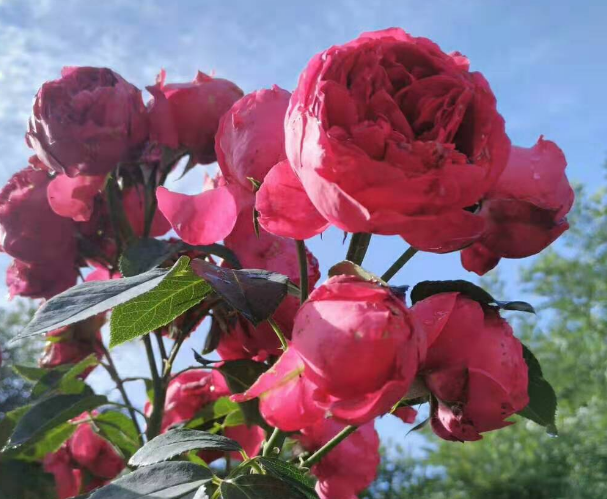 紅龍月季一年開(kāi)幾次花（可一年四季開(kāi)花）