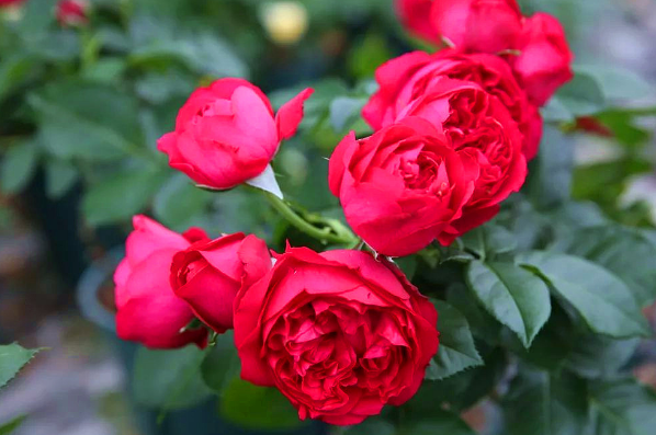 紅龍月季一年開(kāi)幾次花（可一年四季開(kāi)花）