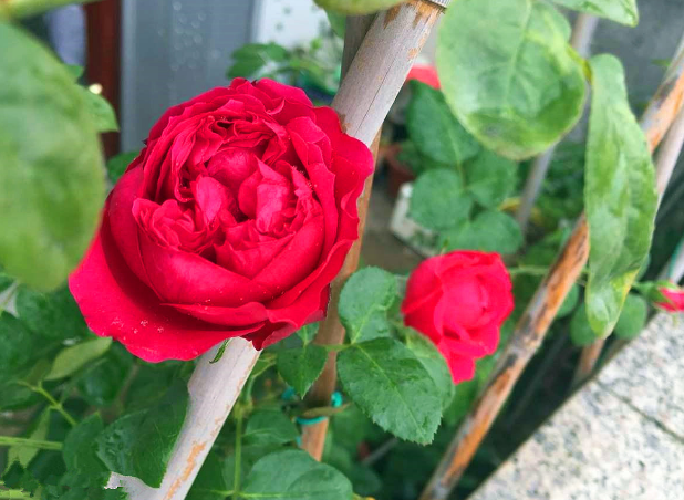 紅龍月季一年開(kāi)幾次花（可一年四季開(kāi)花）