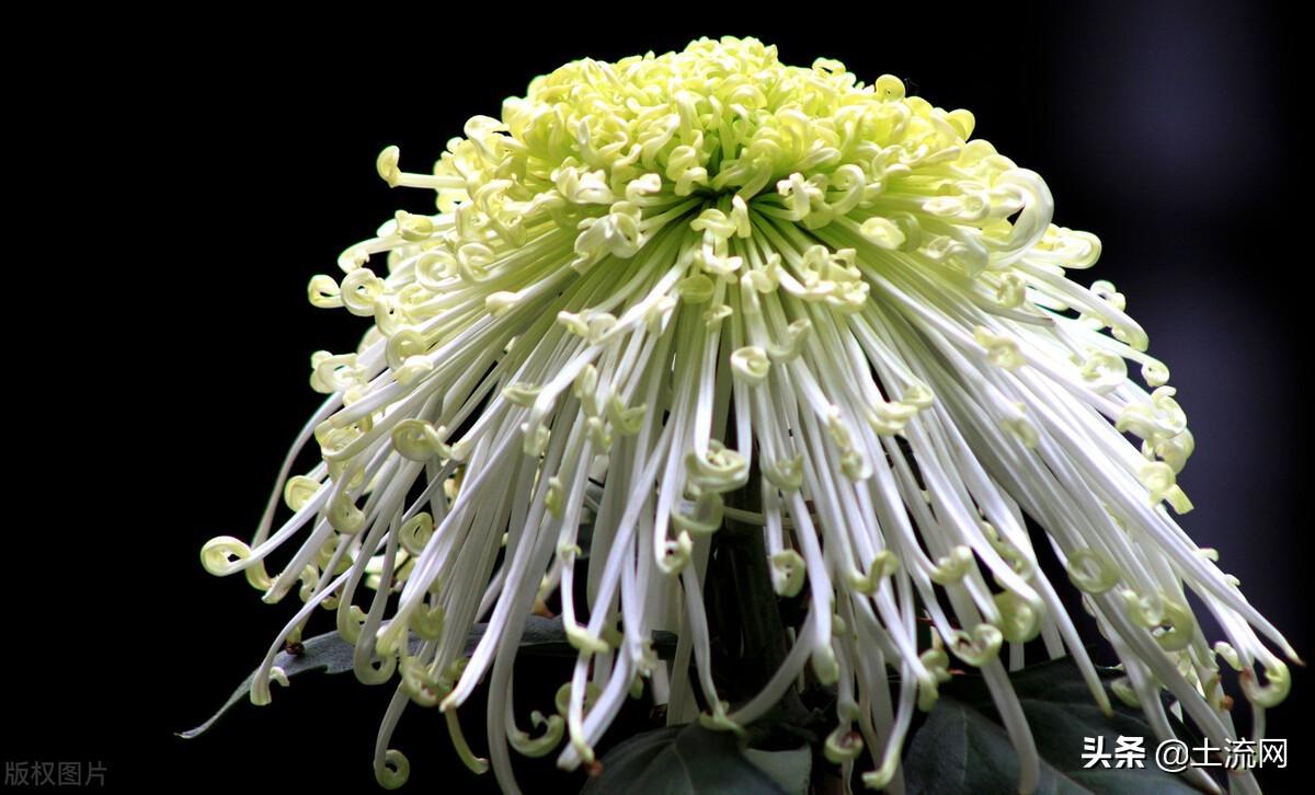 鳳仙花怎么傳播種子，怎么種，寫(xiě)植物傳播種子的方法？