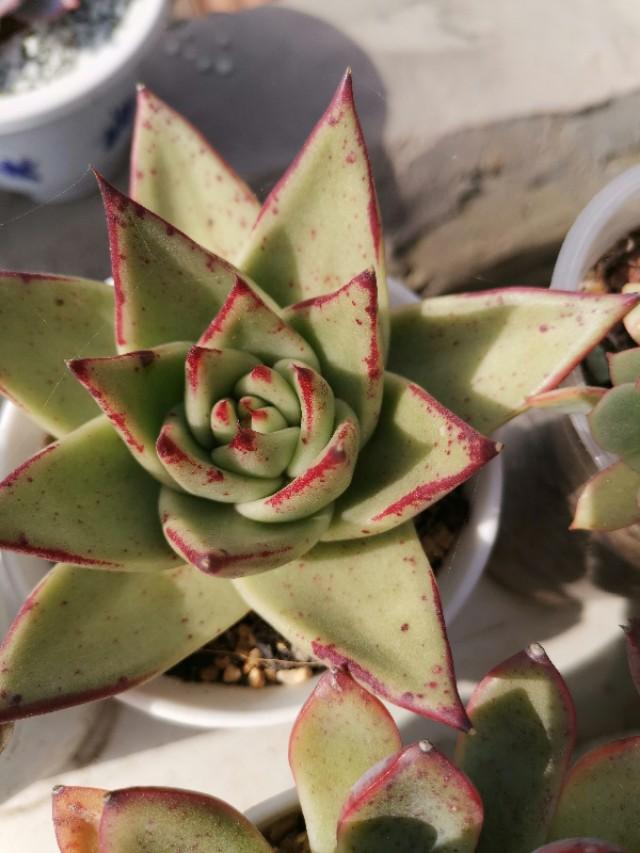 虹之玉怎么澆水，黃麗多肉植物圖片？