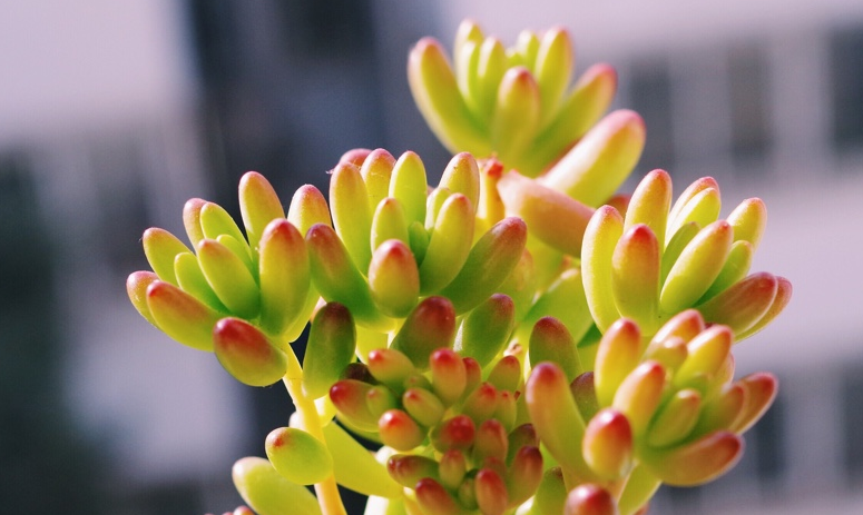 虹之玉徒長(cháng)怎么辦，虹之玉徒長(cháng)嚴重圖片？