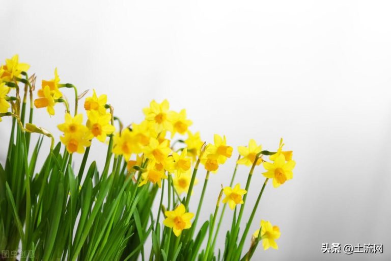 鳳仙花怎么傳播種子，怎么種，寫(xiě)植物傳播種子的方法？