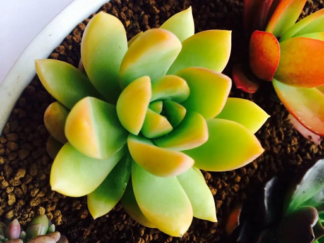 黃麗什么時(shí)候開(kāi)花，黃麗多肉怎么養才漂亮？