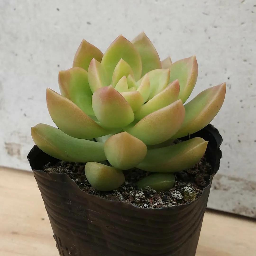 黃麗什么時(shí)候開(kāi)花，黃麗多肉怎么養才漂亮？