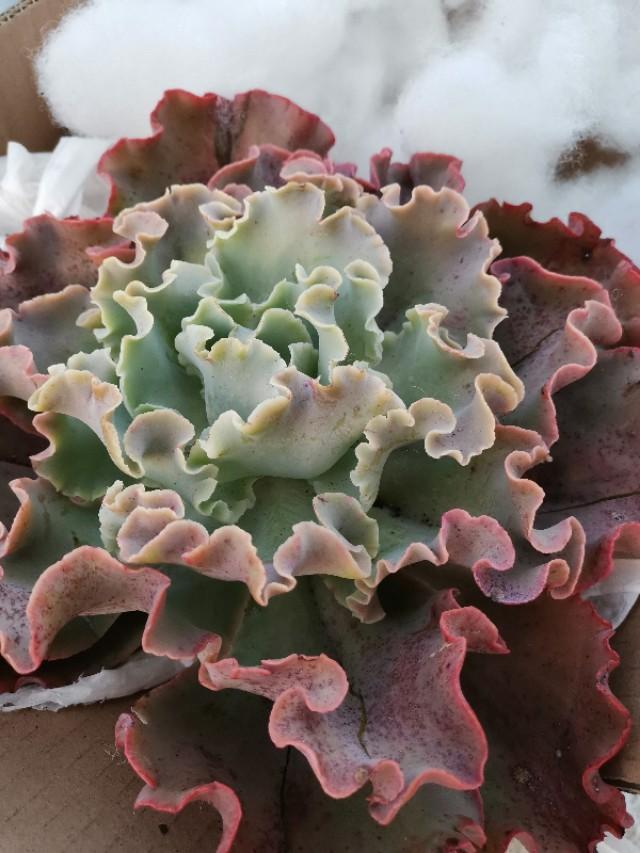 虹之玉怎么澆水，黃麗多肉植物圖片？