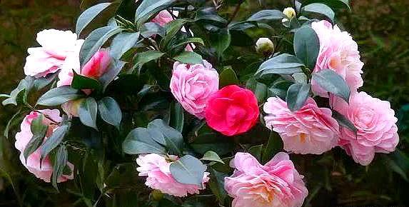 鳳仙花怎么修剪，什么季節可以修剪，鳳仙花哪個(gè)季節開(kāi)放？