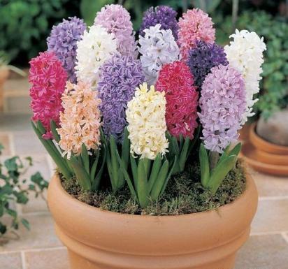 風(fēng)信子開(kāi)完花后怎么處理，怎么留種，風(fēng)信子土培好還水培好？