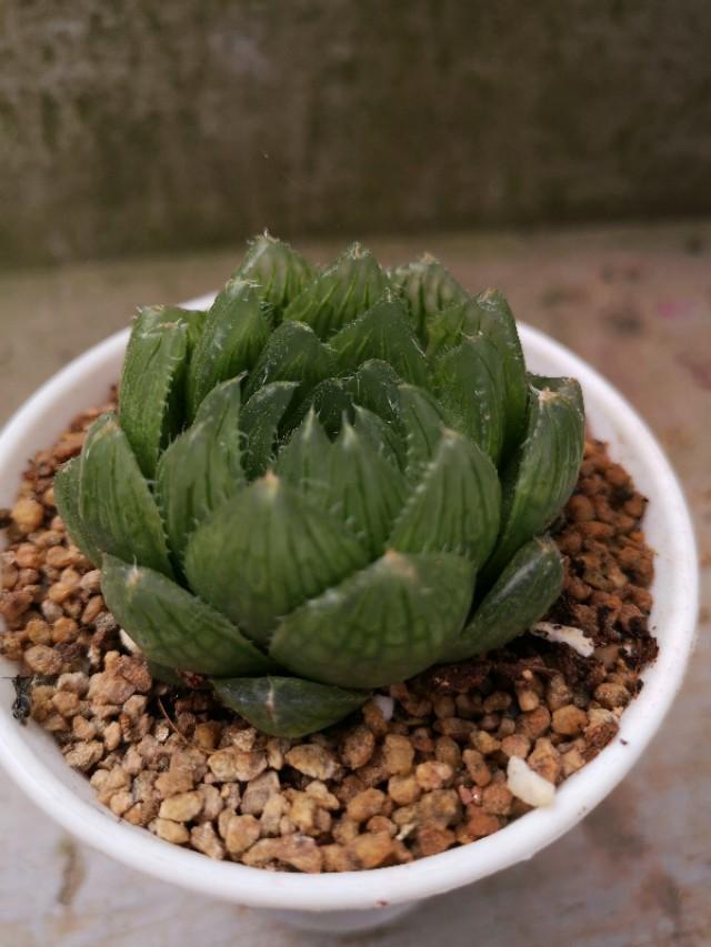 虹之玉怎么澆水，黃麗多肉植物圖片？