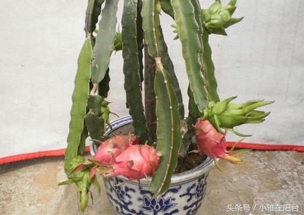 火龍果扦插后多久可以澆水，扦插多久結果，火龍果扦插后要澆水嗎？