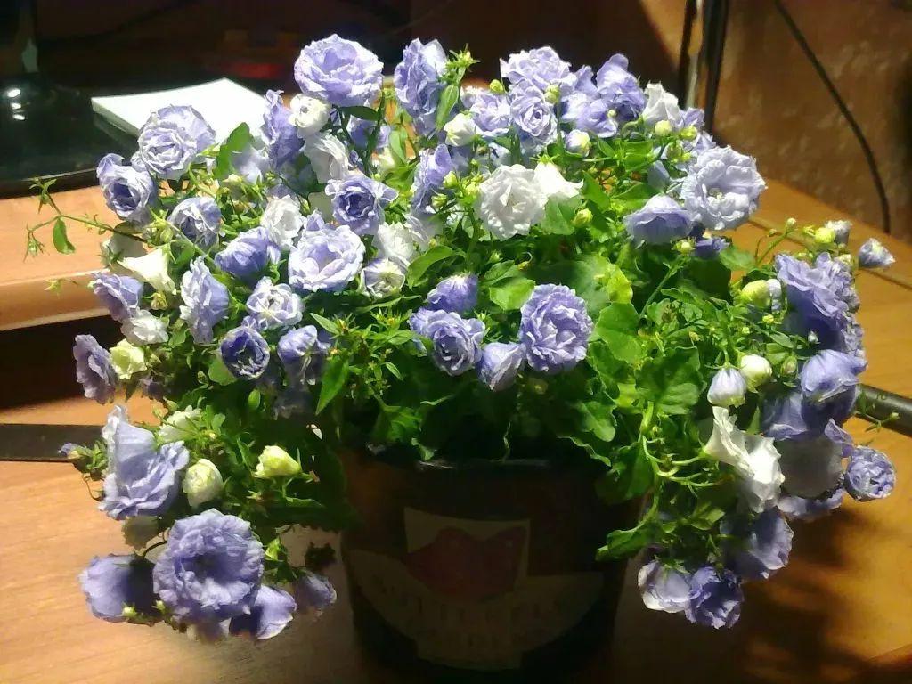 風(fēng)鈴草的繁殖方法，丹麥風(fēng)鈴草開(kāi)完花就不要了嗎？