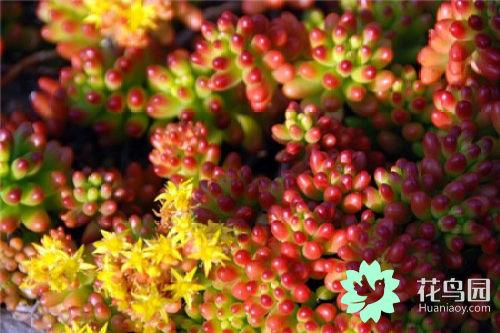 虹之玉開(kāi)花嗎，虹之玉開(kāi)花圖片欣賞？