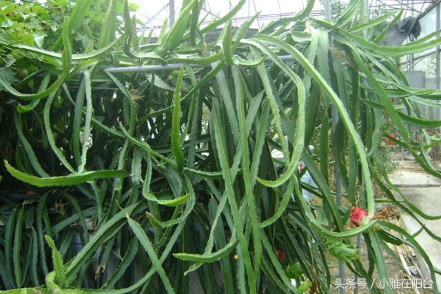 火龍果扦插后多久可以澆水，扦插多久結果，火龍果扦插后要澆水嗎？