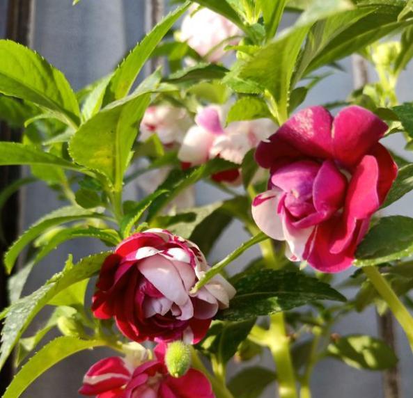 鳳仙花施肥和澆水要領(lǐng)，施肥多了怎么辦，鳳仙花什么時(shí)候澆水最好？