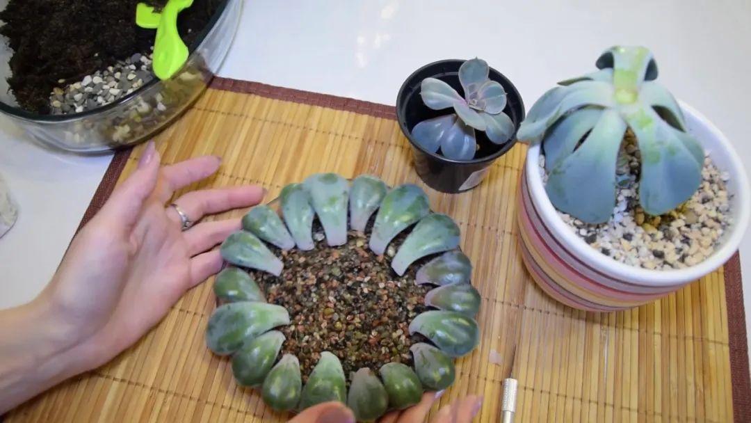 虹之玉的繁殖方法大全，虹之玉怎么葉插繁殖？