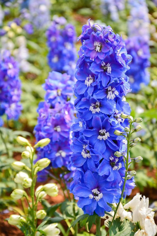 飛燕草的繁殖方法有哪些，飛燕草圖片？