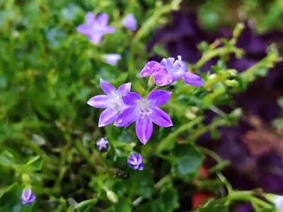 風(fēng)鈴草怎么施肥，風(fēng)鈴草的樣子？