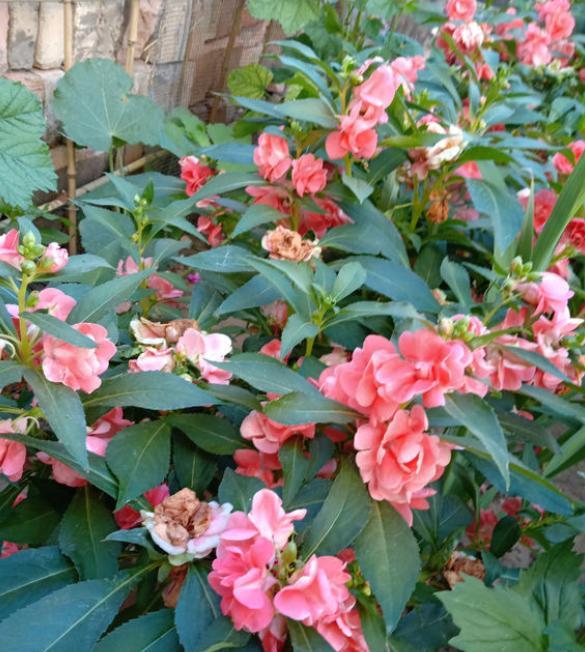 鳳仙花施肥和澆水要領(lǐng)，施肥多了怎么辦，鳳仙花什么時(shí)候澆水最好？