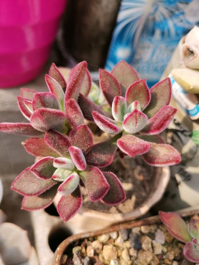 虹之玉怎么澆水，黃麗多肉植物圖片？