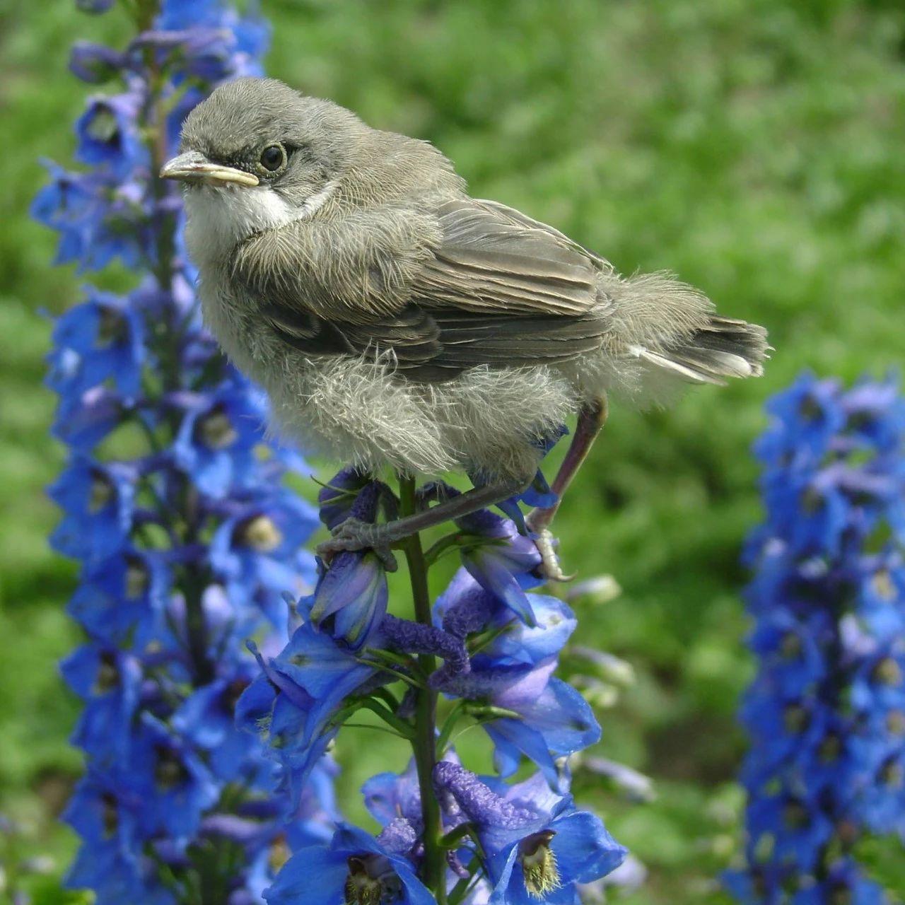 飛燕草的種植方法，冬天能過(guò)冬嗎，大花飛燕草怎么過(guò)冬？