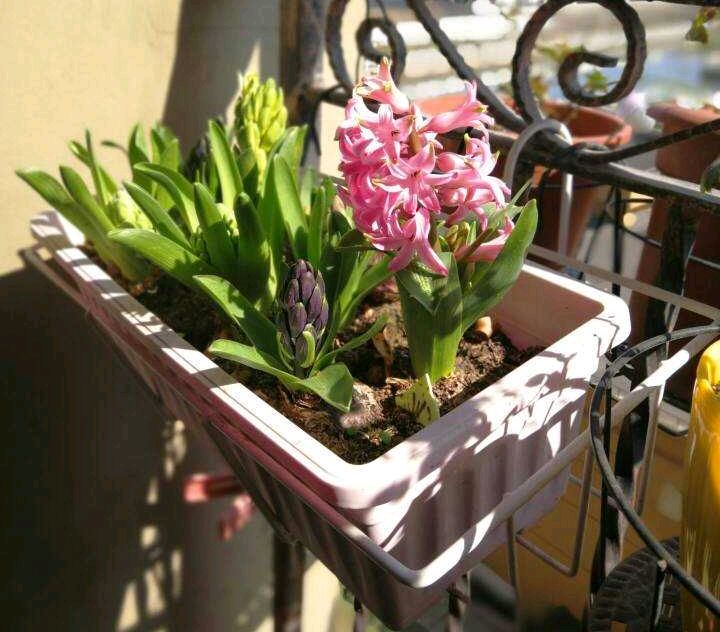 花朵凋謝后的風(fēng)信子怎么養，開(kāi)花后第二年還能開(kāi)花嗎，風(fēng)信子第二年能復花嗎？