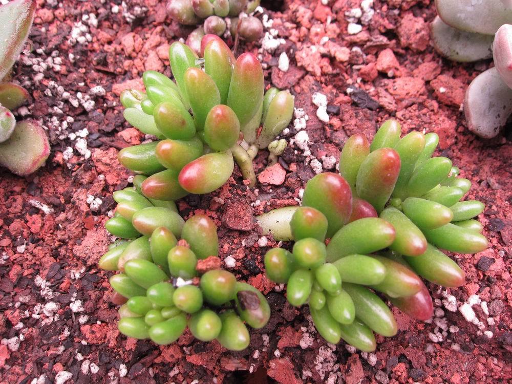 虹之玉徒長(cháng)怎么辦，虹之玉徒長(cháng)嚴重圖片？