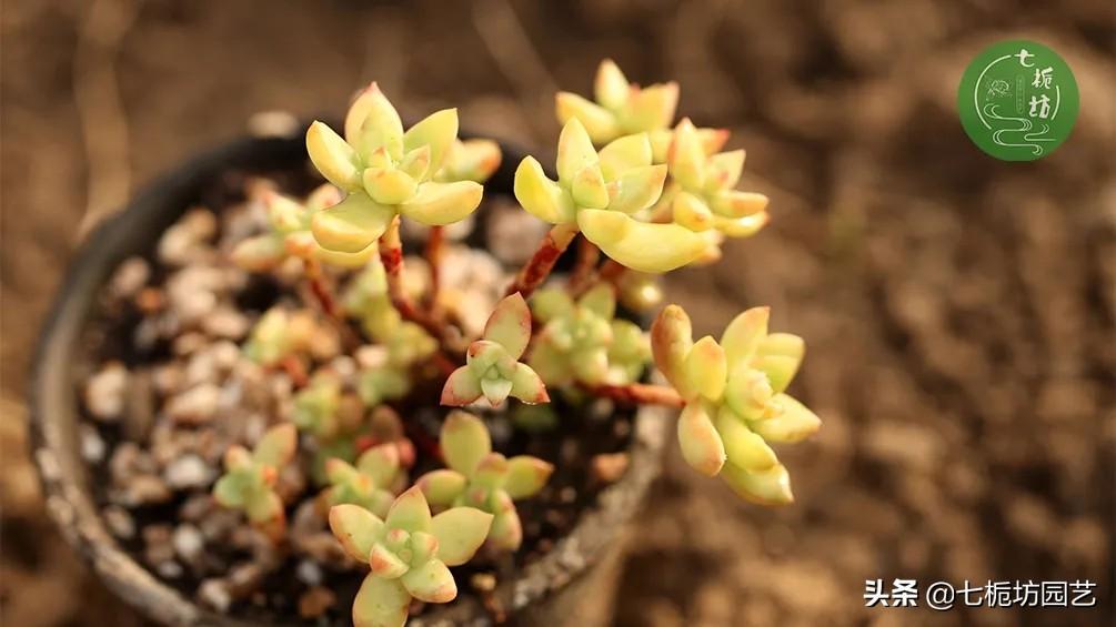 黃麗怎么施肥，黃麗怎么繁殖？