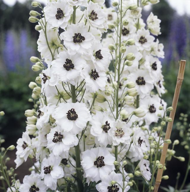 飛燕草的繁殖方法有哪些，飛燕草圖片？