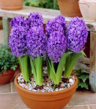 風(fēng)信子開(kāi)完花后怎么處理，怎么留種，風(fēng)信子土培好還水培好？