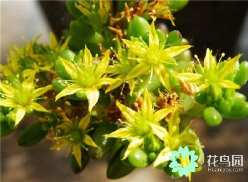 虹之玉開(kāi)花嗎，虹之玉開(kāi)花圖片欣賞？