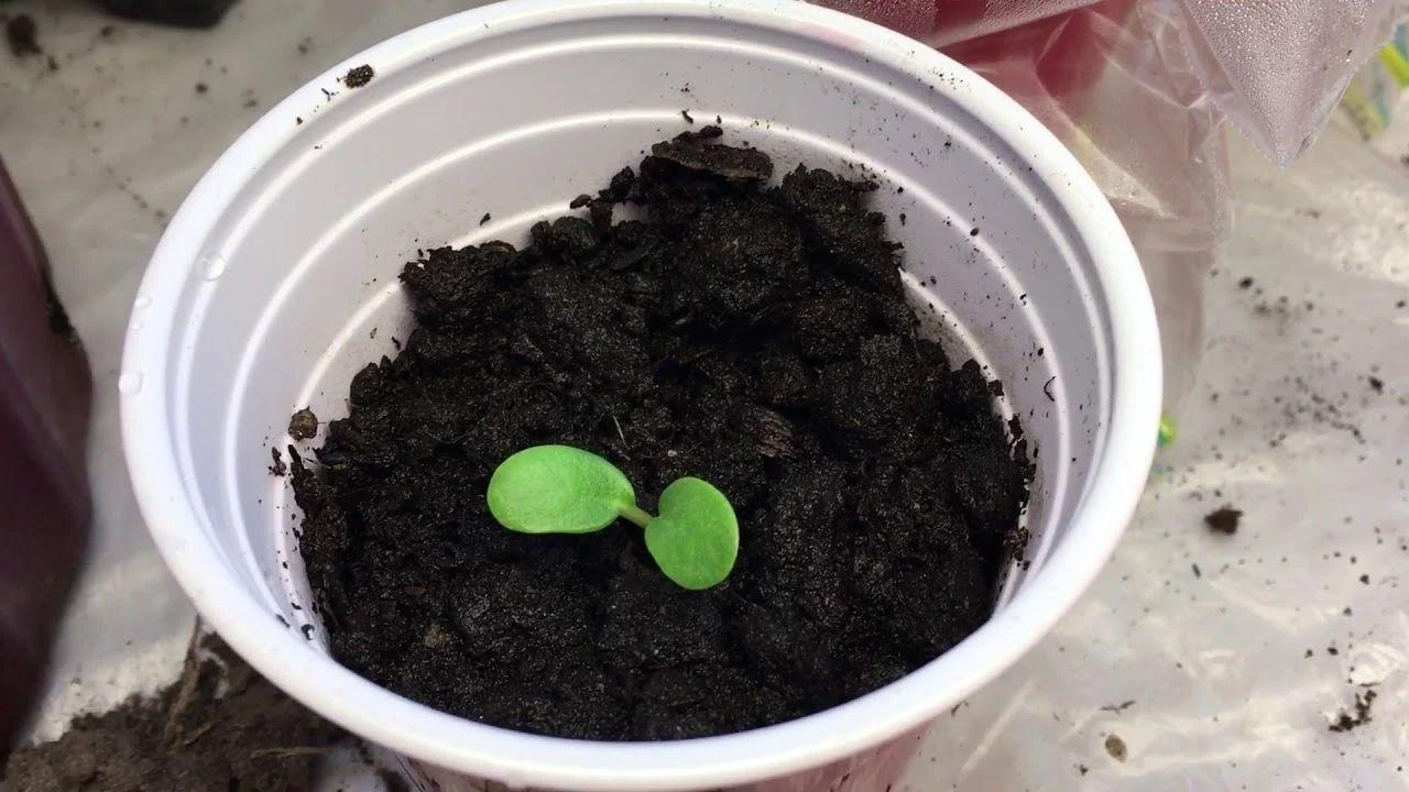 飛燕草的種植方法，冬天能過(guò)冬嗎，大花飛燕草怎么過(guò)冬？