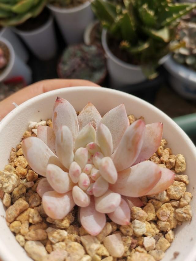 虹之玉怎么澆水，黃麗多肉植物圖片？