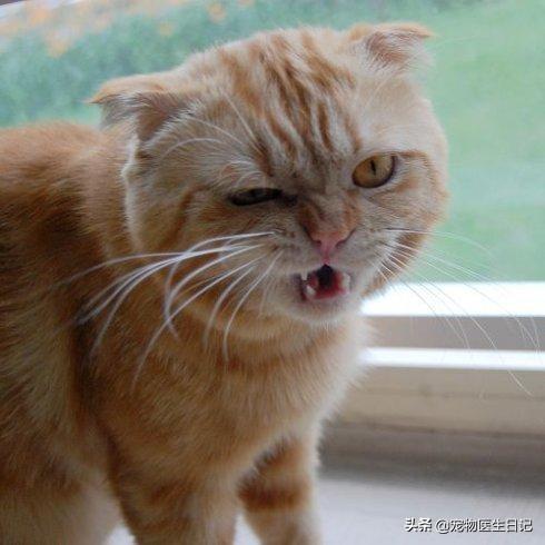 有價(jià)值三四百的貓嗎（三四百能買(mǎi)什么貓）