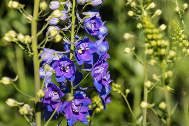飛燕草的繁殖方法有哪些，飛燕草圖片？