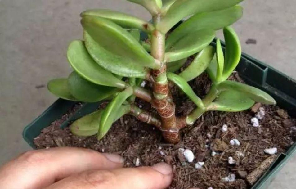 虹之玉的繁殖方法大全，虹之玉怎么葉插繁殖？