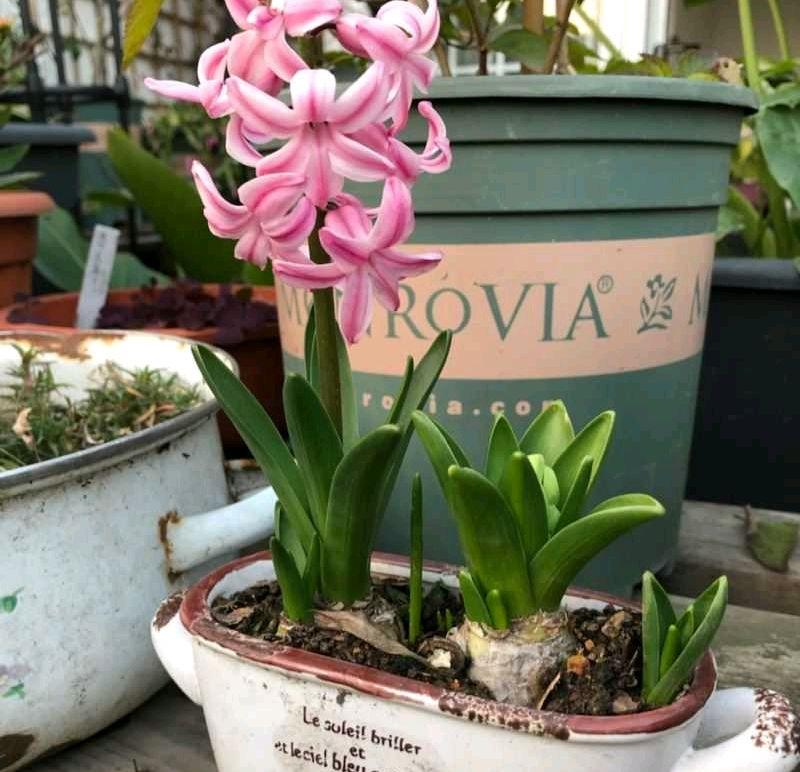 花朵凋謝后的風(fēng)信子怎么養，開(kāi)花后第二年還能開(kāi)花嗎，風(fēng)信子第二年能復花嗎？