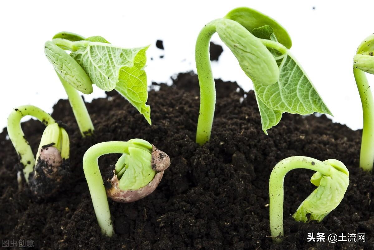 鳳仙花怎么傳播種子，怎么種，寫(xiě)植物傳播種子的方法？