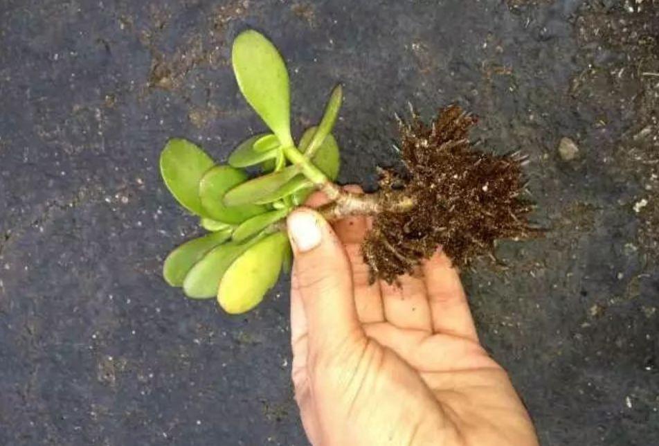 虹之玉的繁殖方法大全，虹之玉怎么葉插繁殖？