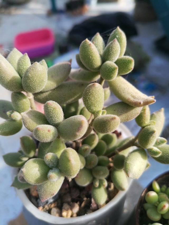 虹之玉怎么澆水，黃麗多肉植物圖片？