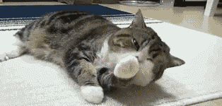 有價(jià)值三四百的貓嗎（三四百能買(mǎi)什么貓）