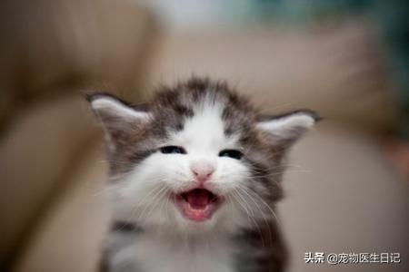 有價(jià)值三四百的貓嗎（三四百能買(mǎi)什么貓）