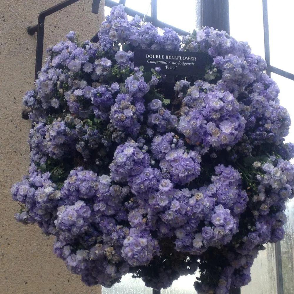 風(fēng)鈴草的繁殖方法，丹麥風(fēng)鈴草開(kāi)完花就不要了嗎？