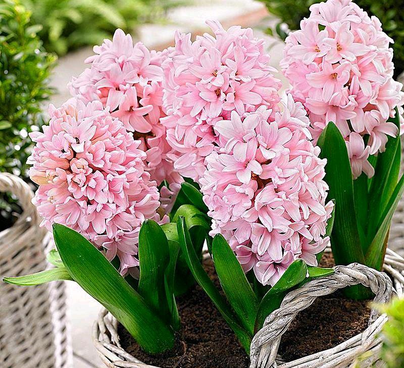 花朵凋謝后的風(fēng)信子怎么養，開(kāi)花后第二年還能開(kāi)花嗎，風(fēng)信子第二年能復花嗎？