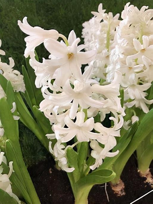 風(fēng)信子怎么度過(guò)冬天，冬天會(huì )被凍死嗎，風(fēng)信子冬季可以放室外？